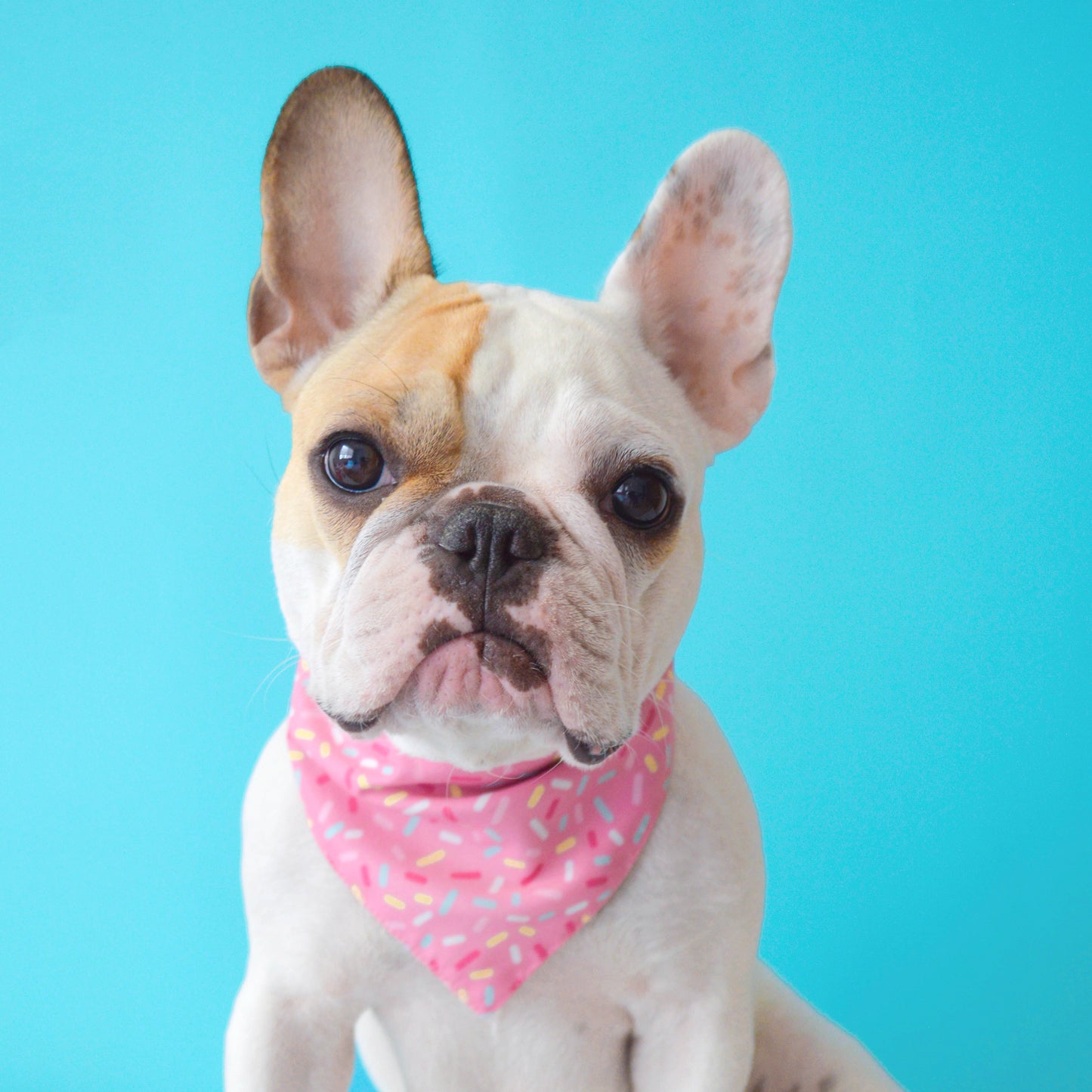 Sprinkles Bandana