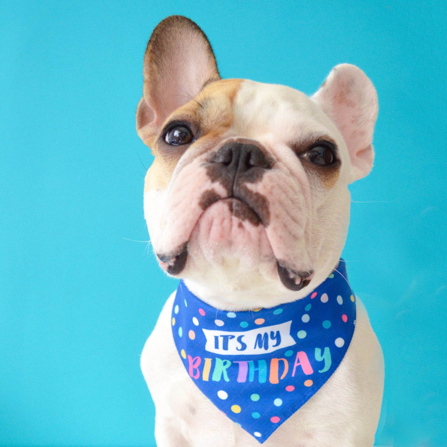 Birthday Bandana Blue