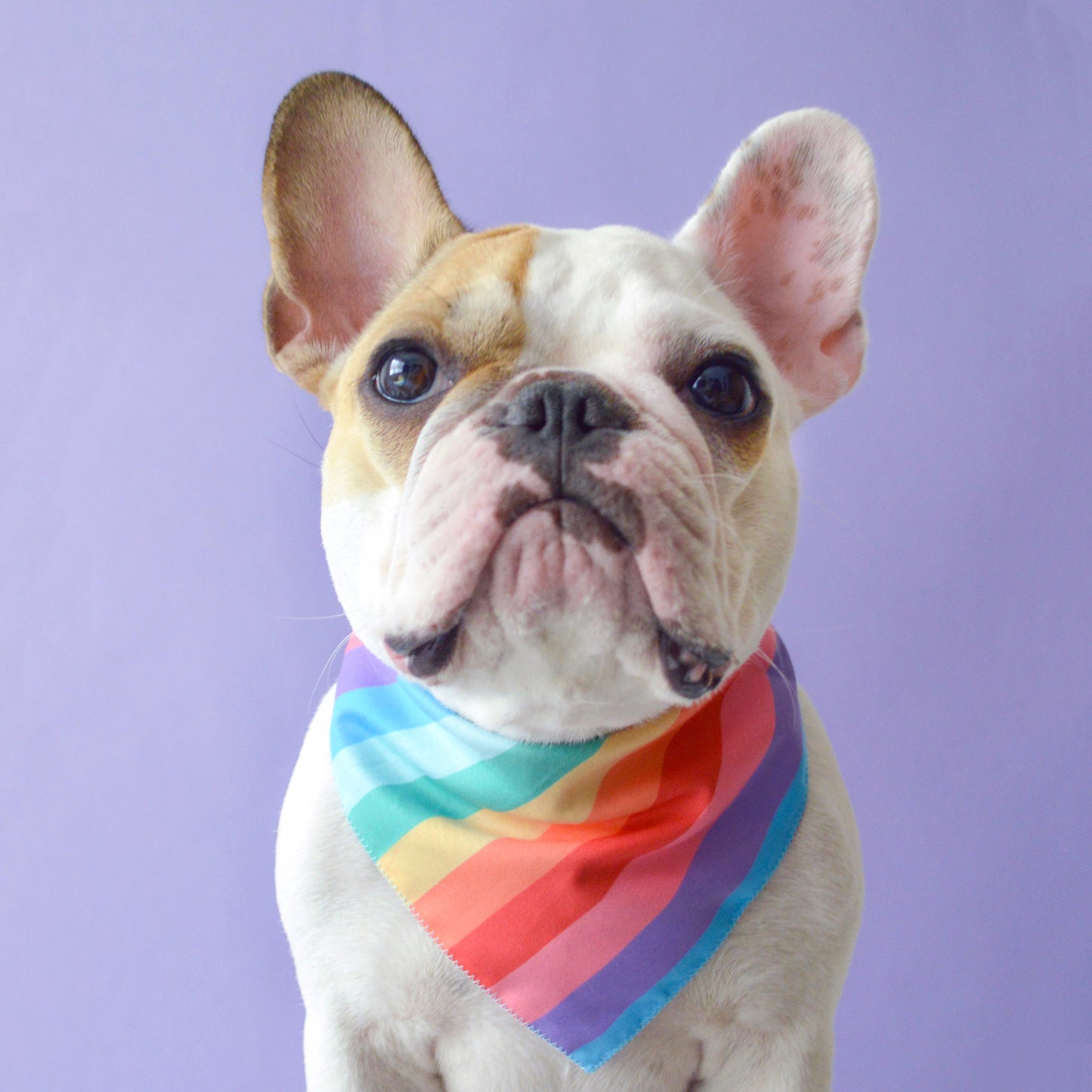 Rainbow Bandana